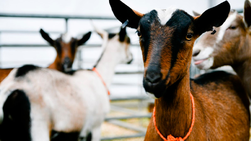 Juez Estadounidense Destaca la Excelente GenÃ©tica del Ganado Caprino 