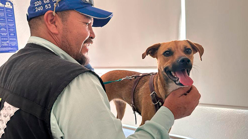 Realiza municipio de QuerÃ©taro 5 mil 650 esterilizaciones 