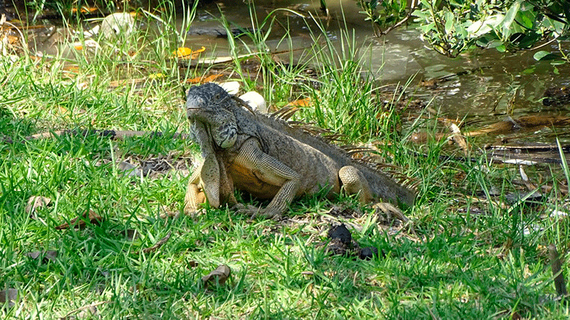 Iguanas son rescatadas del frÃ­o en Laguna del Carpintero, Tamaulipas