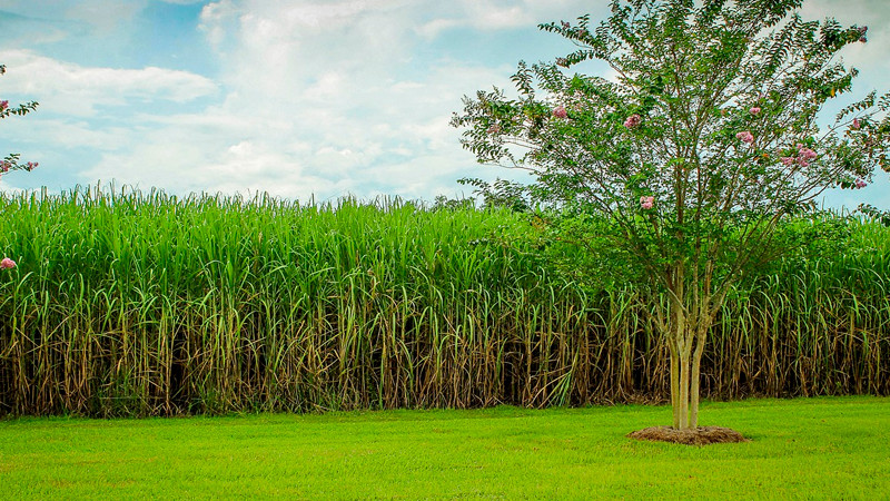 Trabajadores azucareros piden intervenciÃ³n del Senado y AMLO para resolver conflicto laboral de 20 aÃ±os