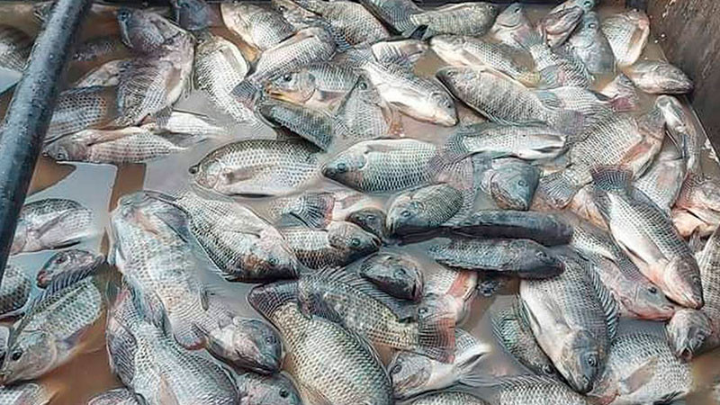 Ecocidio: por contaminaciÃ³n, mueren mÃ¡s de 30 toneladas de mojarras en Veracruz