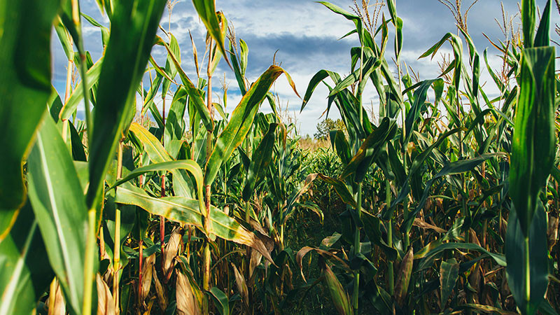 Propuesta de prohibir transgÃ©nico es para proteger al maÃ­z: MarÃ­a Luisa Albores