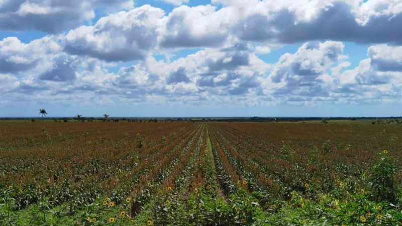 En marzo se sembrarÃ¡n nubes en MichoacÃ¡n para combatir sequÃ­a, adelanta gobernador