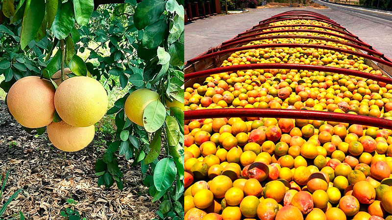 MichoacÃ¡n, segundo lugar en producciÃ³n nacional de toronja