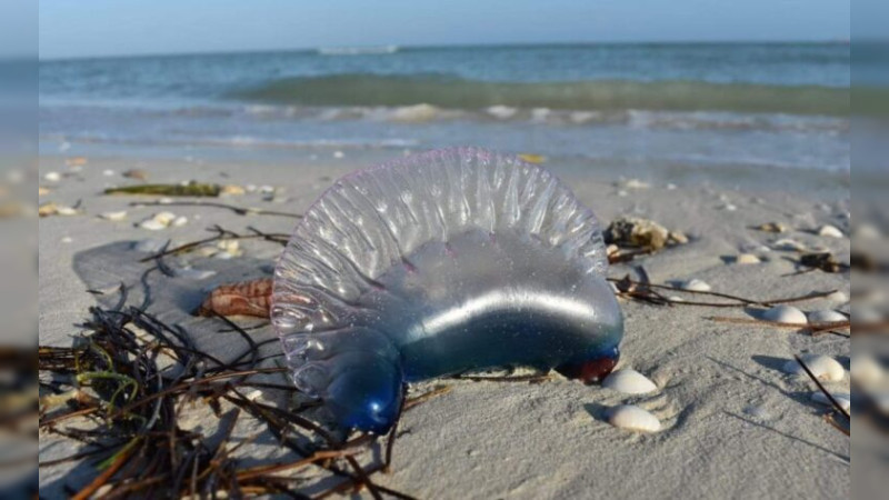Aumenta presencia de medusas en costas de YucatÃ¡n; activan bandera amarilla
