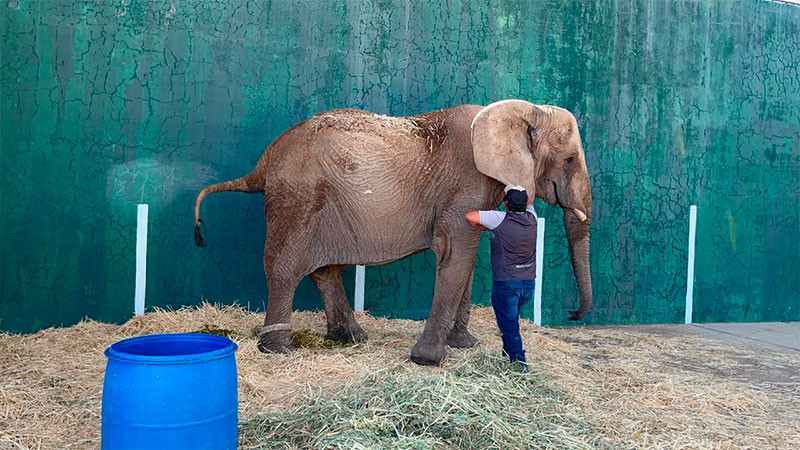 La salud de la elefanta Annie estÃ¡ en riesgo: AsociaciÃ³n de ZoolÃ³gicos, Criaderos y Acuarios de MÃ©xico