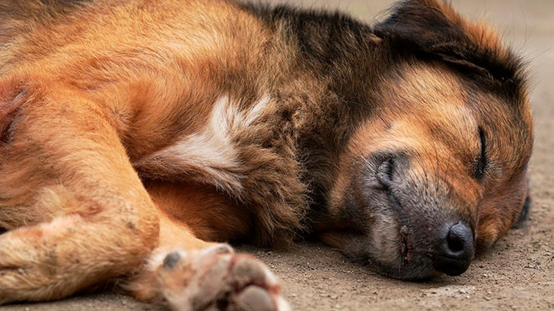 Envenenan a lomitos dentro de una secundaria en TizimÃ­n, YucatÃ¡n