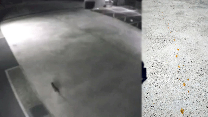 JapÃ³n busca a â€œgato radiactivoâ€ que cayÃ³ en tina con quÃ­micos cancerÃ­genos