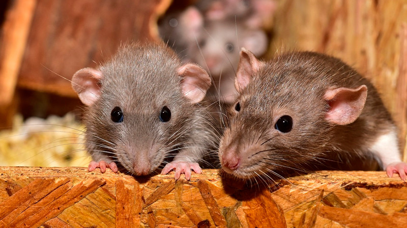 Ratas se comen sustancias ilÃ­citas en estaciÃ³n de policÃ­a de Nueva Orleans