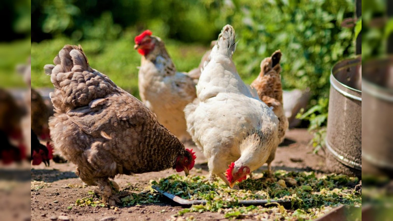 Detectan brote de influenza aviar AH5N2 en aves para consumo en Huetamo, MichoacÃ¡n