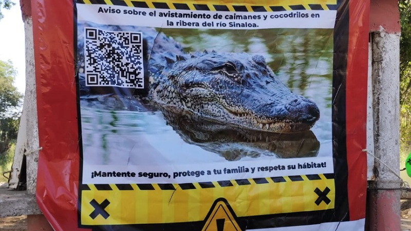 Alertan presencia de caimanes y cocodrilos en rÃ­o de Guasave, Sinaloa