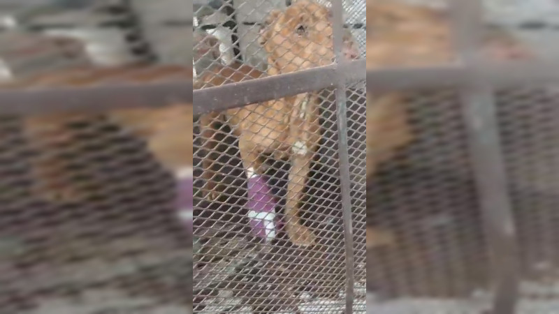 Rescatan a perrito de presunta asesina de Camila; intentÃ³ defenderla