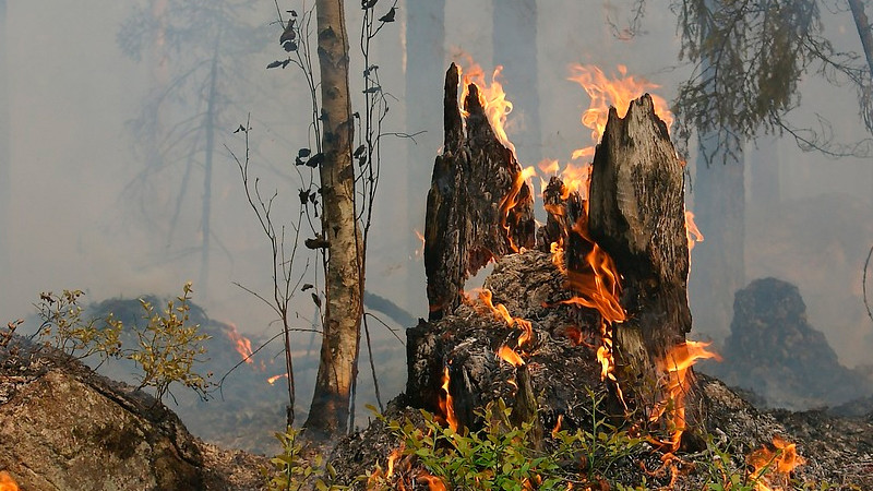 Hay 69 incendios forestales activos en MÃ©xico: Conafor