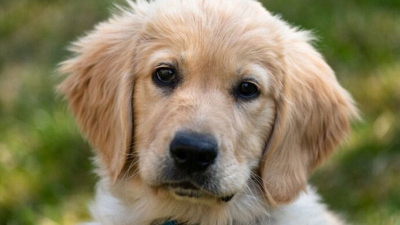 Registra YucatÃ¡n primer sentenciado por crueldad animal