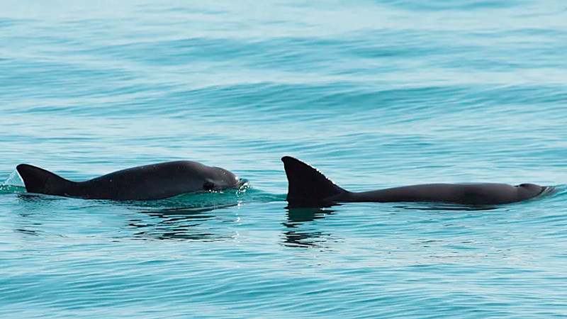 MÃ©xico harÃ¡ conteo de vaquitas marinas en Golfo de California