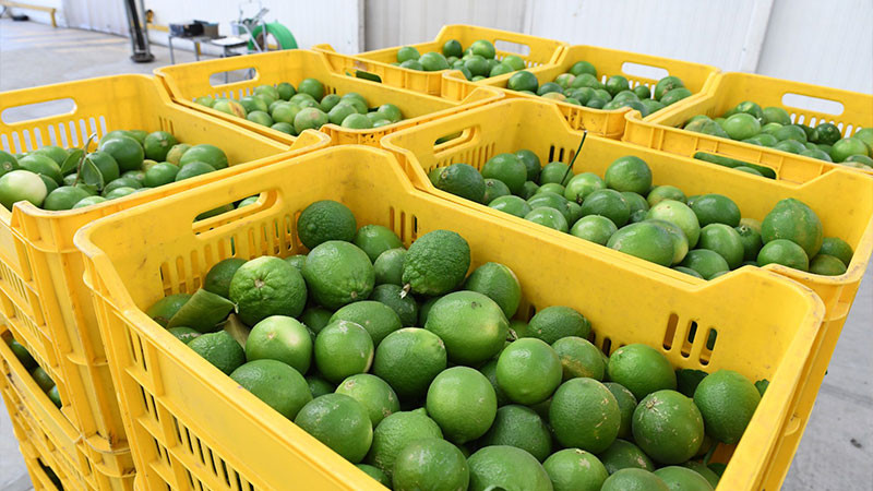 Avanza en MichoacÃ¡n el Plan de Manejo AgroecolÃ³gico del LimÃ³n