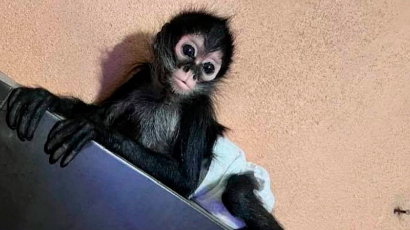 Opera red de trÃ¡fico de crÃ­as de monos araÃ±a en todo el norte del paÃ­s: AZCARM