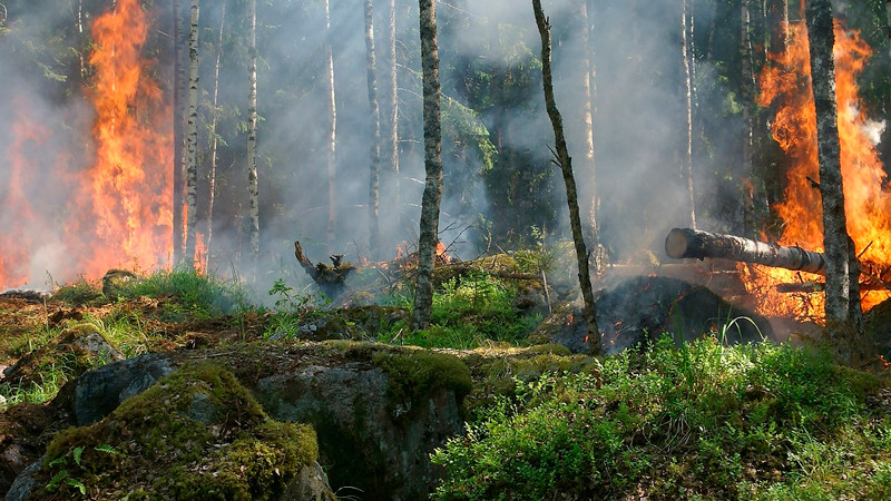 Hay 106 incendios forestales activos en MÃ©xico, reporta Conafor