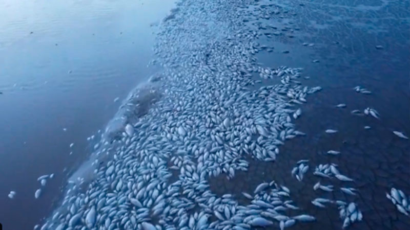 SequÃ­a provoca la muerte de miles de peces en laguna de Chihuahua