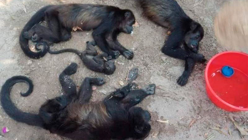 Semarnat informa que muerte de monos saraguatos se ha estabilizado en zonas del sur y sureste del paÃ­s