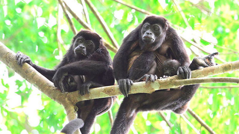 Lluvias mejoran condiciones de los monos aulladores, asegura Semarnat