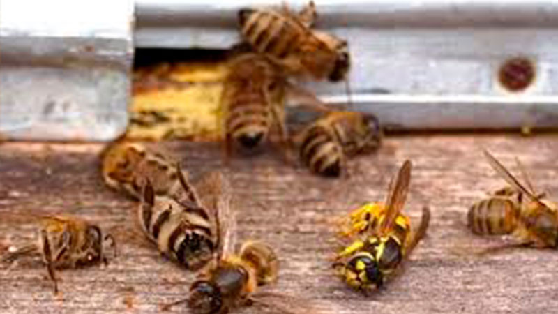 â€œAlbertoâ€ afecta al sector apÃ­cola en YucatÃ¡n