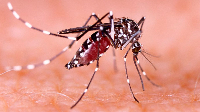 MichoacÃ¡n acumula 1,143 pacientes con dengue: SSA