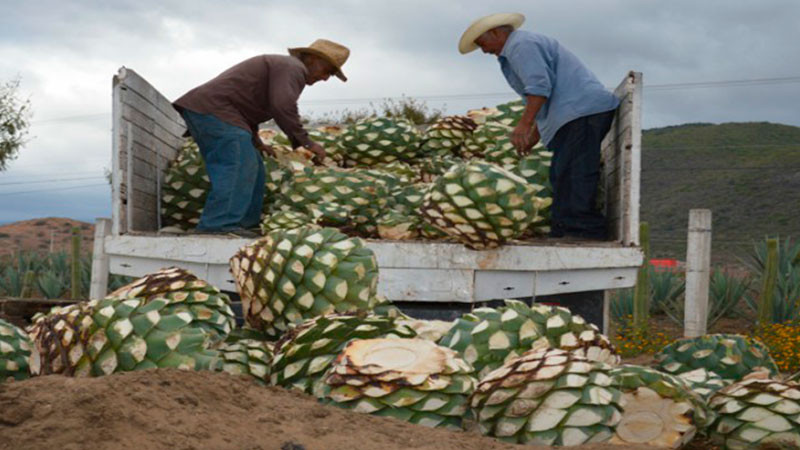 Sader MichoacÃ¡n llama a mezcaletos a evitar monocultivos de agave