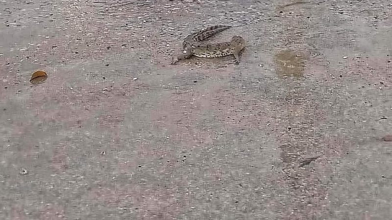 Se registra sobrepoblaciÃ³n de cocodrilos en Tamaulipas; piden trasladarlos a otros estados