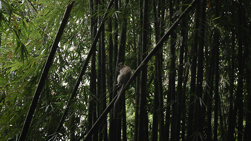 SEMARNAT pone en riesgo la sobrevivencia y liberaciÃ³n de 9 monos saraguatos: AZCARM