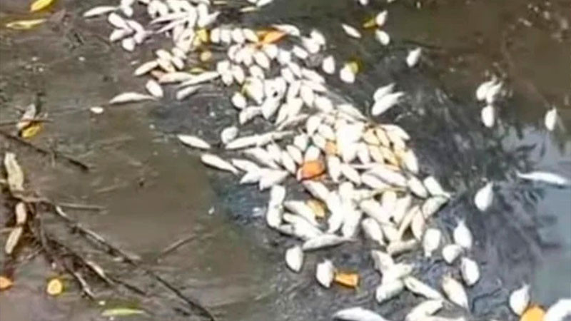 Reportan muerte masiva de peces en Laguna del OstiÃ³n, en Veracruz