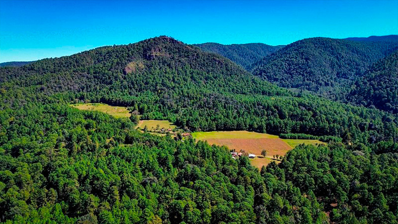 IniciarÃ¡n reforestaciÃ³n de bosques de la Mariposa Monarca