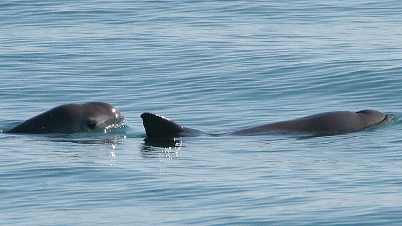 MÃ©xico podrÃ­a permanecer en la lista negra de la UNESCO por no proteger hÃ¡bitat de la vaquita marina