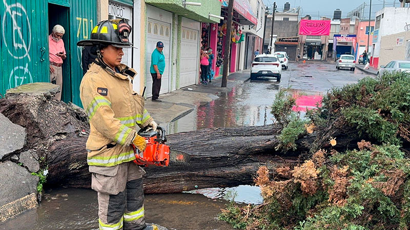 Atiende gobierno de Morelia de manera inmediata, caÃ­da de Ã¡rbol en la calle Manuel Tolsa