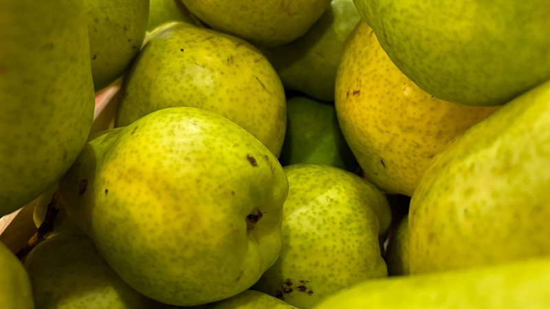 Se reduce hasta 50% la producciÃ³n de pera en Ucareo, reconoce productor