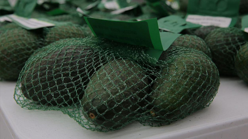 MichoacÃ¡n, primer lugar nacional en exportaciones agrÃ­colas