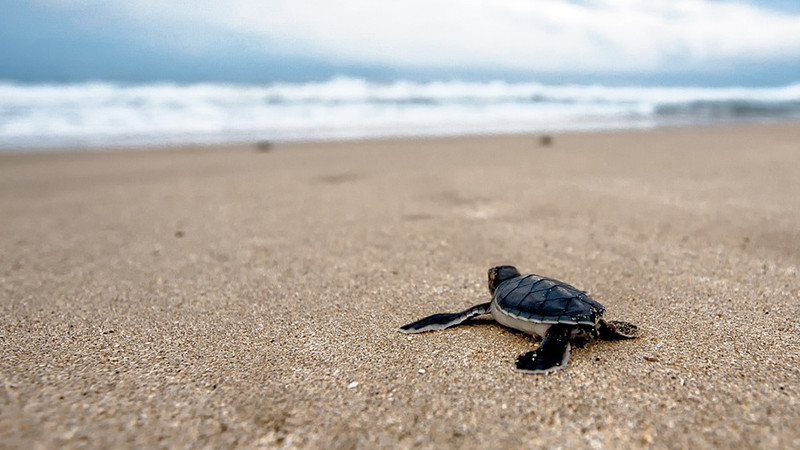 Eclosionaran dos millones de crÃ­as de tortuga en campamentos de MichoacÃ¡n: Compesca