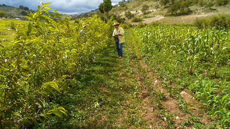 Crece 4.7% producciÃ³n agropecuaria y pesquera durante el sexenio de AMLO: Sader