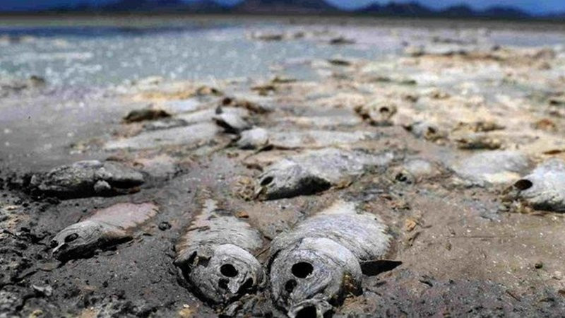 SequÃ­a desaparece tres lagunas y mata a miles de peces en Chihuahua