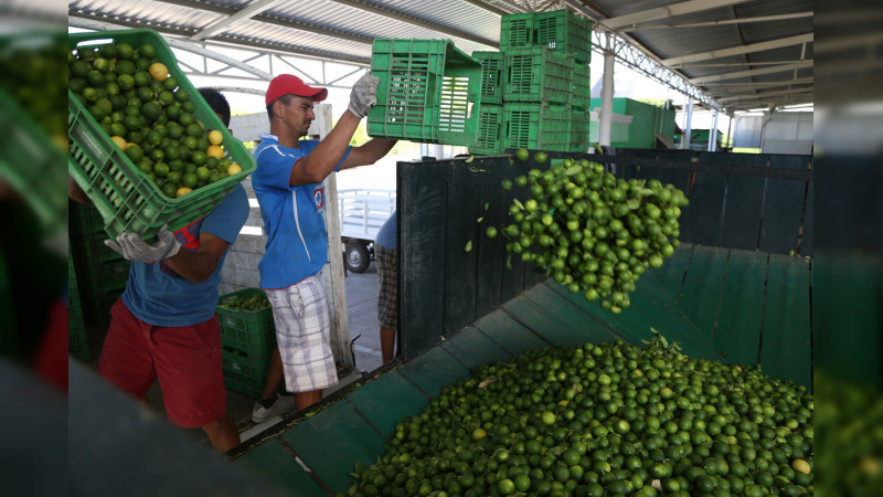 Paro en las 32 empacadoras de limÃ³n de ApatzingÃ¡n por extorsiÃ³n y temporada baja; operan otras 42 en michoacÃ¡n, aunque 29 son extorsionadas: Conasiprolim