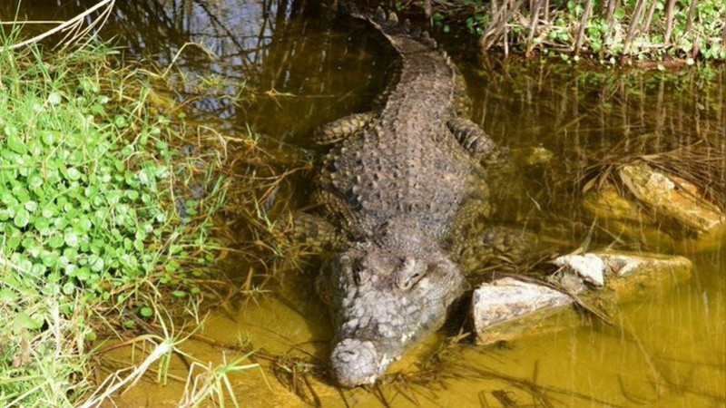 Cocodrilo ataca y hiere a un empleado de un zoolÃ³gico de JerusalÃ©n