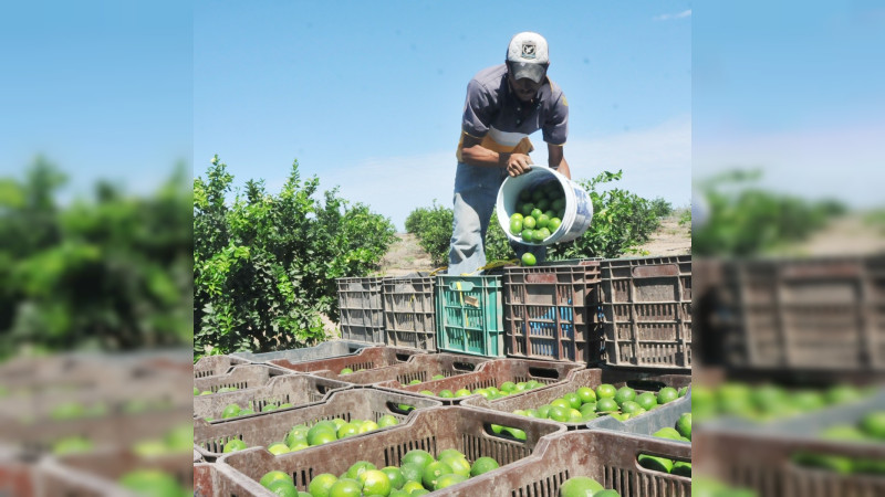 Ponen fin a paro limonero en MichoacÃ¡n con promesas de seguridad
