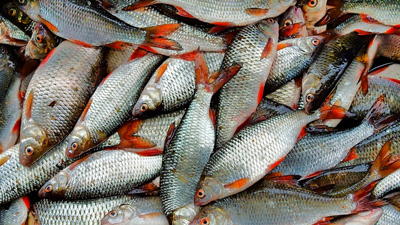 Declaran estado de emergencia en Volos, Grecia, por apariciÃ³n de toneladas de peces muertos