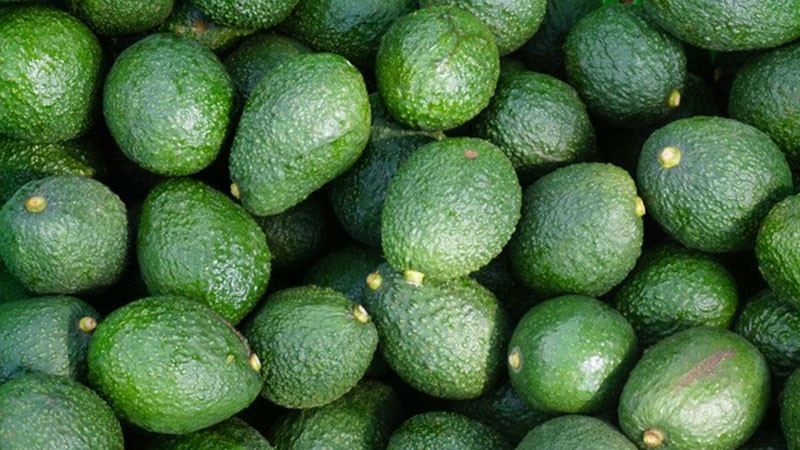MÃ©xico y EU acuerdan que Sader supervise huertos de aguacate para exportaciÃ³n
