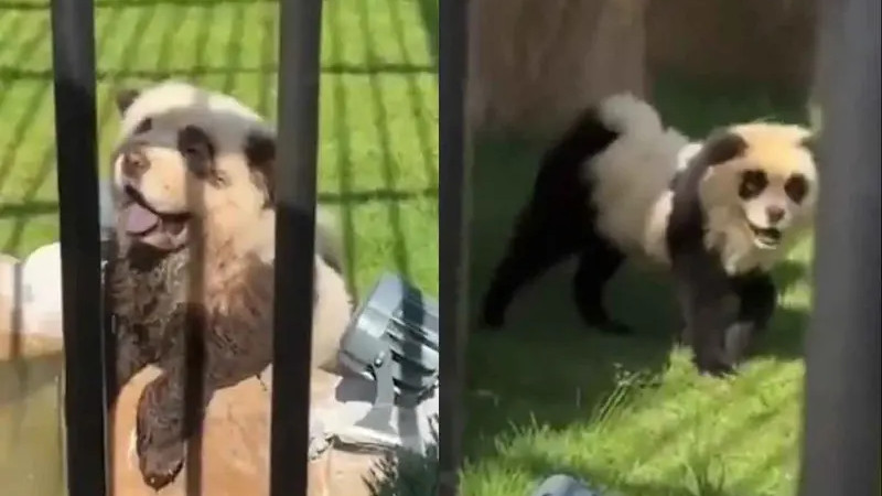InsÃ³lito: zoolÃ³gico en China admite que sus â€˜pandasâ€ son perritos pintados tras polÃ©mica