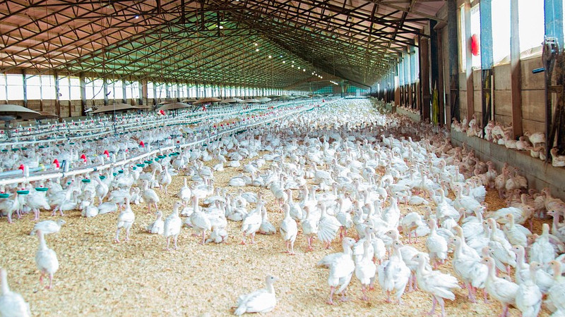 Informa OMS de 4 nuevos casos de gripe aviar en humanos, en EEUU