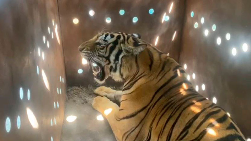 Rescatan a tigresa de bengala en la regiÃ³n de San Lorenzo