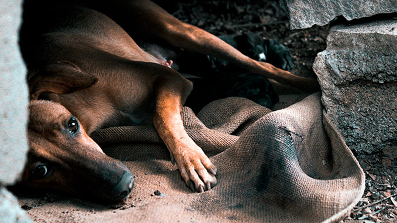  Rescatan a mÃ¡s de 40 mascotas maltratadas en Chihuahua