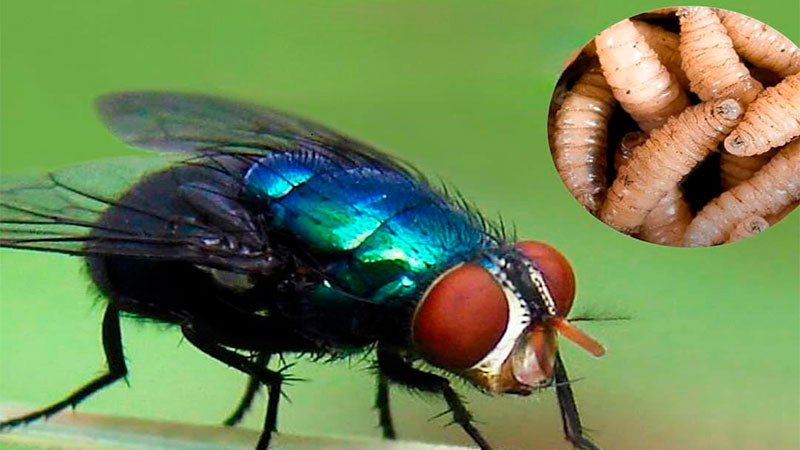 Decretan emergencia sanitaria animal en Guatemala, por gusano barrenador