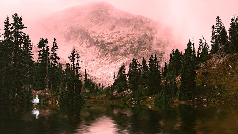 MÃ¡s de un tercio de los Ã¡rboles del mundo estÃ¡n en peligro de extinciÃ³n